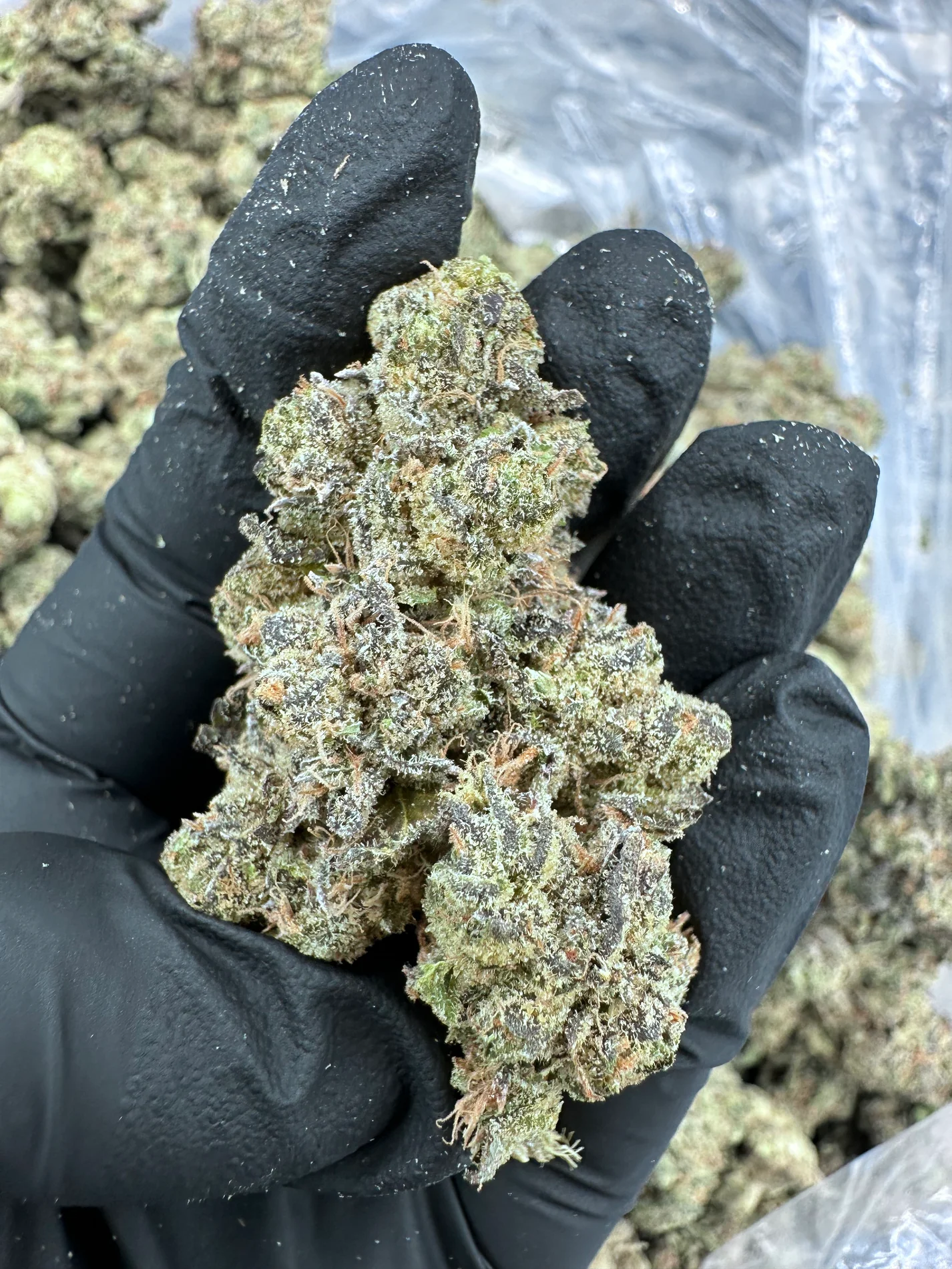 banana og strain banana og strain