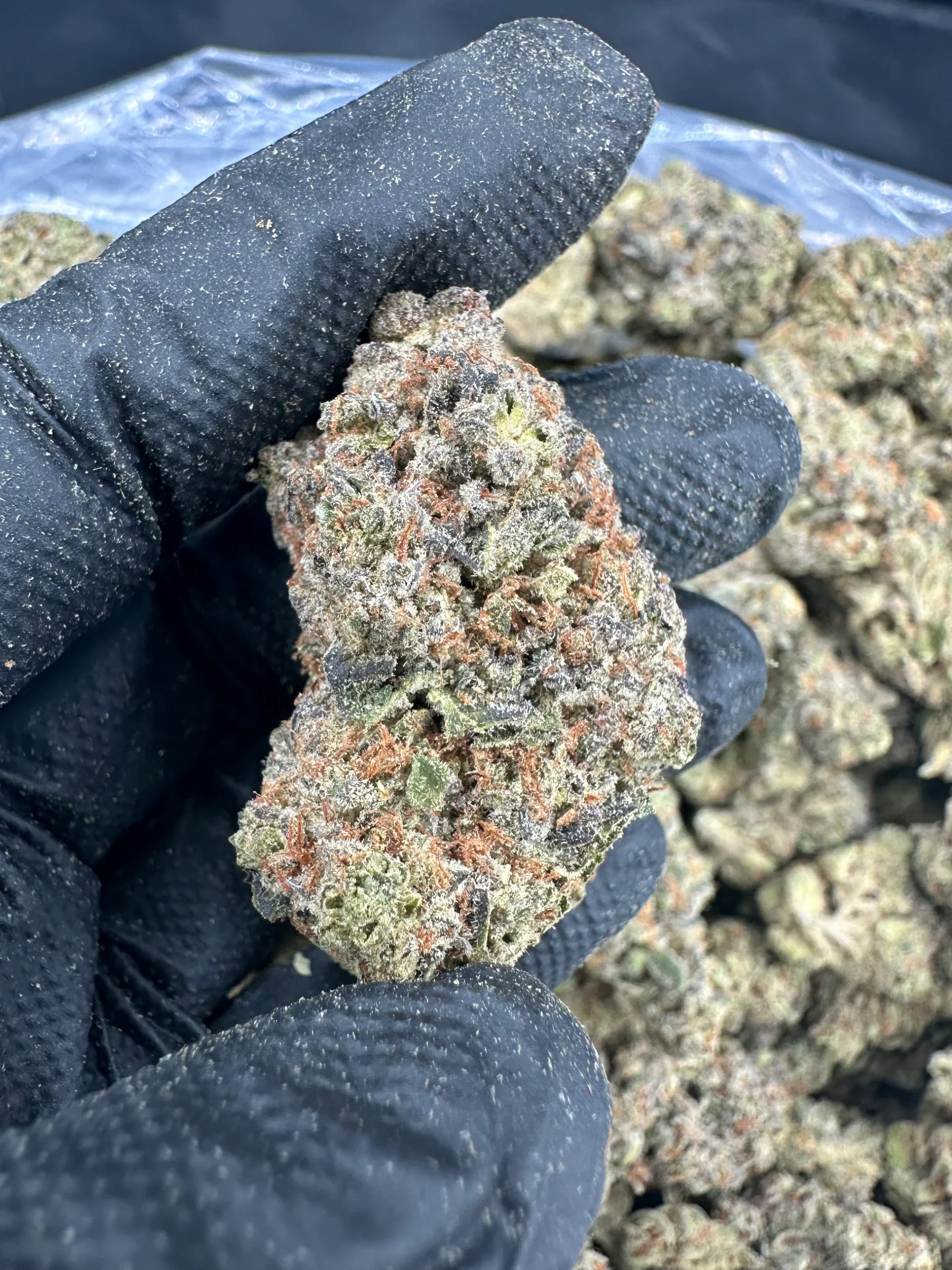 Gelato Strain Gelato Strain