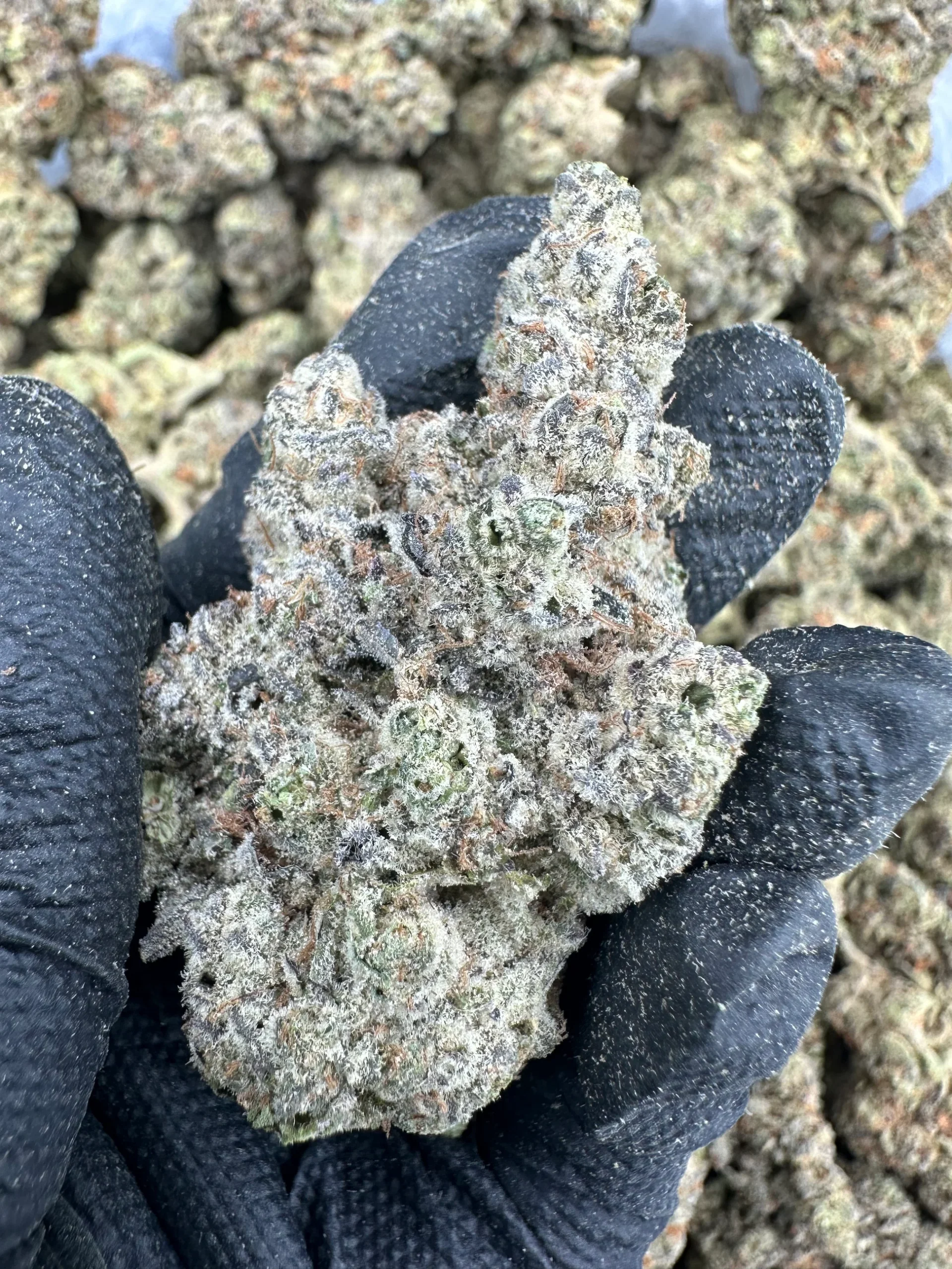 animal cookies strain animal cookies strain
