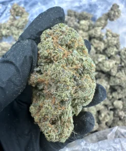 biscotti strain