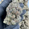 georgia pie strain