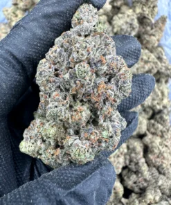 georgia pie strain