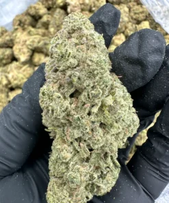 jealousy strain