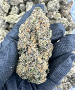 lemon cherry gelato cali